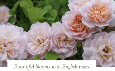 David Austin Roses